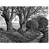 Lewesdon Hill Beeches by Howard Phipps