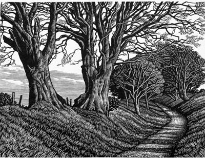Lewesdon Hill Beeches by Howard Phipps
