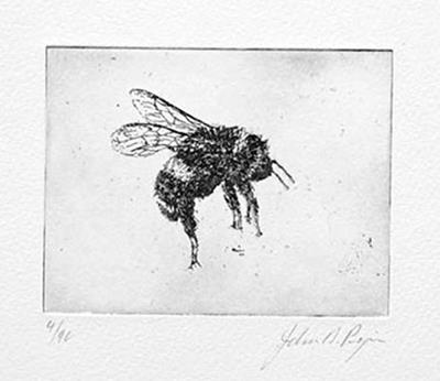 Bumble Bee by John Douglas Piper