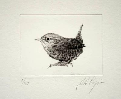 Wren by John Douglas Piper