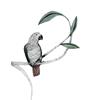 African Grey Parrot by Beatrice Forshall
