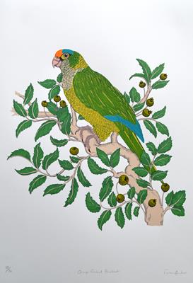 Orange-fronted Parakeet by Fanny Shorter