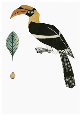 Hornbill by Beatrice Forshall