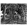 Avenue Of Trees Near Poitiers by Howard Phipps