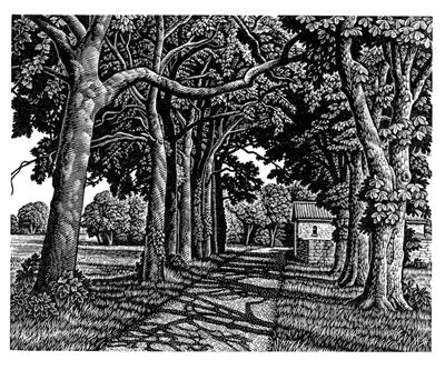 Avenue Of Trees Near Poitiers by Howard Phipps