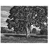 Ebble Valley Oak by Howard Phipps