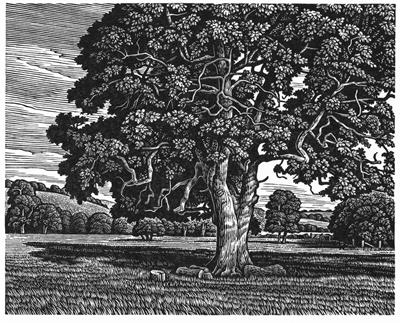 Ebble Valley Oak by Howard Phipps