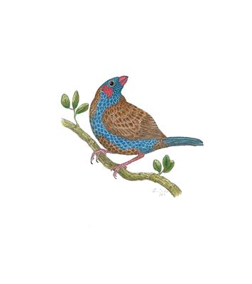 Red-cheeked Cordon-Bleu by Fanny Shorter