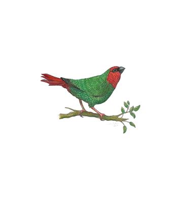 Red-faced Parrotfinch by Fanny Shorter