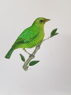 Green Honeycreeper (female) by Fanny Shorter