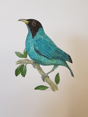 Green Honeycreeper (male) by Fanny Shorter