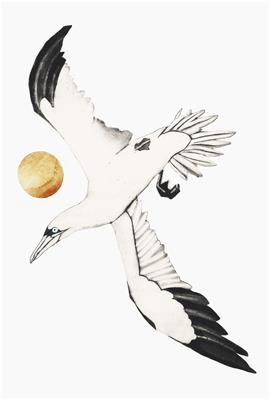 Gannet by Beatrice Forshall