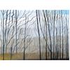 Wytham Woods: Winter Trees by Andrew Walton