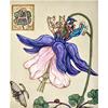 A Is For Aquilegia by David Hollington