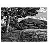 Hambledon Hill In Summer by Howard Phipps