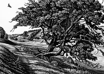 Hawthorn On The Lynchets by Howard Phipps
