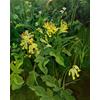 Cowslip by Jelly Green