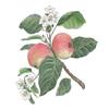 Apple by Fanny Shorter
