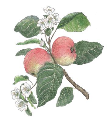 Apple by Fanny Shorter