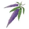 Buddleia by Fanny Shorter