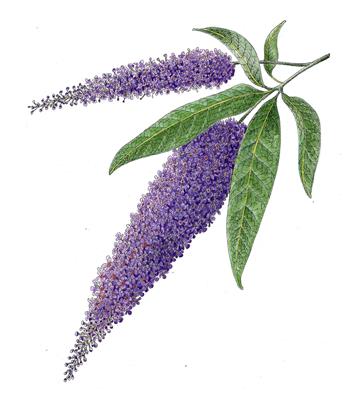 Buddleia by Fanny Shorter