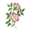 Dog Rose by Fanny Shorter