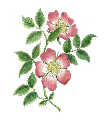 Dog Rose by Fanny Shorter