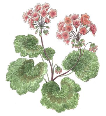 Geranium by Fanny Shorter