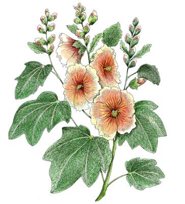 Hollyhock by Fanny Shorter