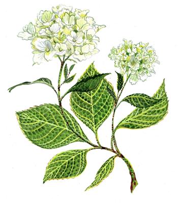 Hydrangea by Fanny Shorter