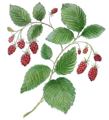 Loganberry by Fanny Shorter