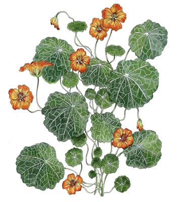 Nasturtium by Fanny Shorter