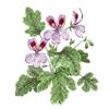 Pelargonium by Fanny Shorter