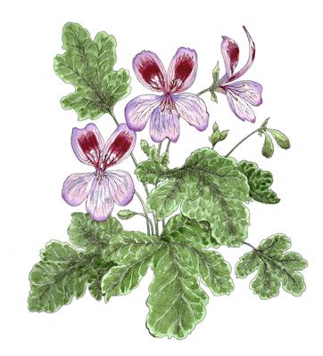 Pelargonium by Fanny Shorter