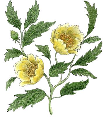 Tree Peony by Fanny Shorter