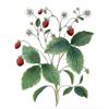 Wild Strawberry by Fanny Shorter