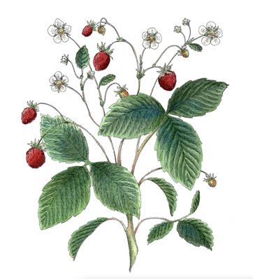 Wild Strawberry by Fanny Shorter