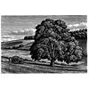 Wood On The Downs by Howard Phipps