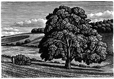 Wood On The Downs by Howard Phipps