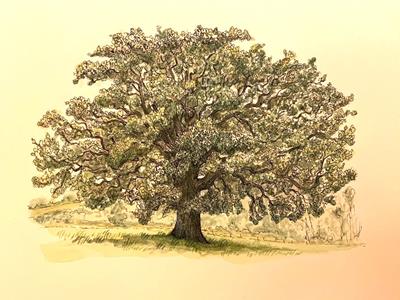 Sutton Mandeville Oak by Fanny Shorter