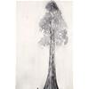 Giant Sequoia by Beatrice Forshall
