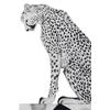 Asiatic Cheetah by Beatrice Forshall