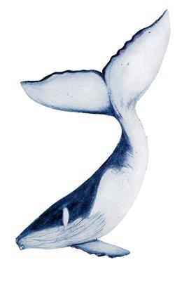 Humpback Whale by Beatrice Forshall