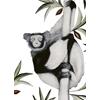 Black & White Ruffed Lemur by Beatrice Forshall
