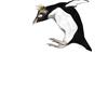 Northern Rockhopper Penguin by Beatrice Forshall