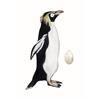 Northern Rockhopper Penguin + Egg by Beatrice Forshall