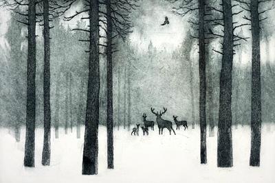 Deer In Winter by Tim Southall