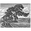 Burcombe Pines by Howard Phipps