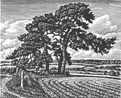 Burcombe Pines by Howard Phipps
