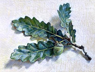 Oak Leaves by Sarah Harding